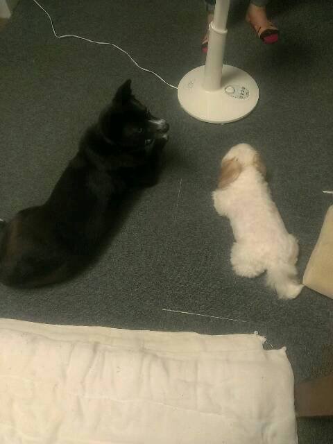 犬バッティング。
