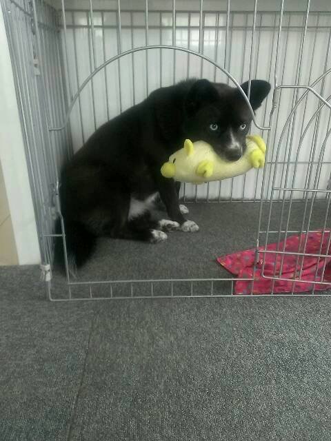 犬の練習。