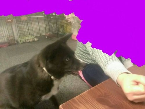 犬の嗅覚ナメたらあかん。