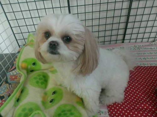 ぶりこじゃなくてうにこ。