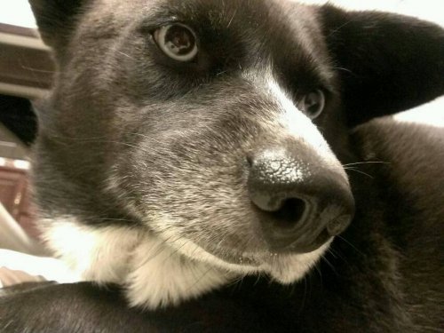 犬思ふ。