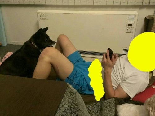 犬しか見えない2