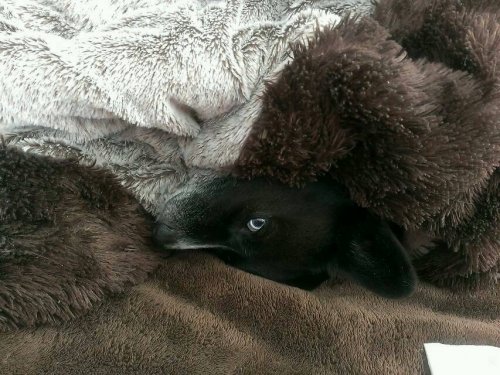 こたつ犬。