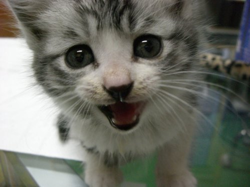 子猫のベストショット!