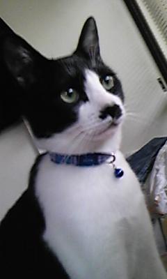 負けられない戦い