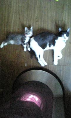 今日の日替わり