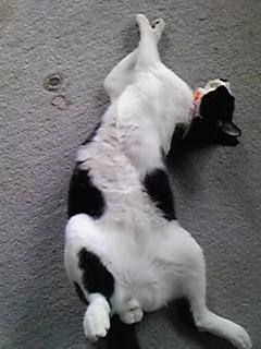 帰って来ない！