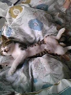 さっぱりしました