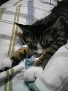 起きられるかなぁ…