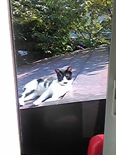 屋根の上のチョビ