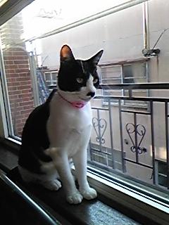 何思う…チョビ