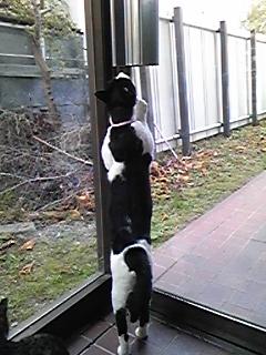 もう限界ニャン