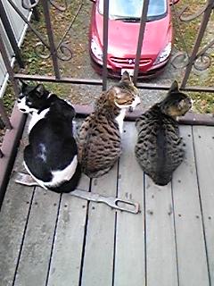 怖くて乗れません