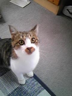 今日の500円ランチ