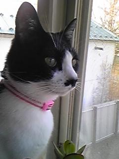 カラスにゃん！