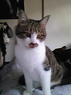 今日の500円ランチ