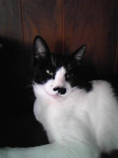 日替わりから…