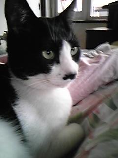 明日一日だけ…