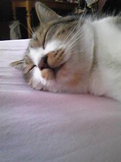 今週の500円ランチ