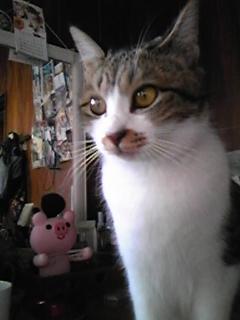 今週の500円ランチ