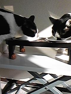 今週の500円ランチにゃん♪