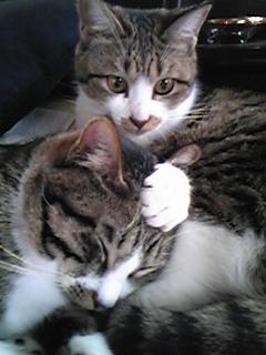 今週のランチ…