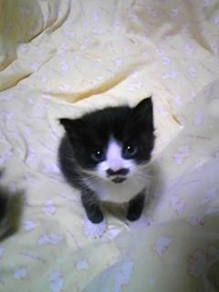 今週の500円ランチ