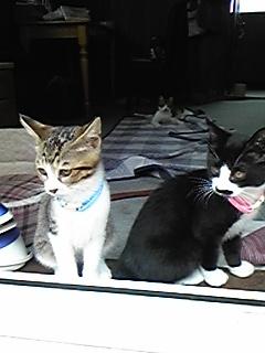 今週のランチと8 月のお休み