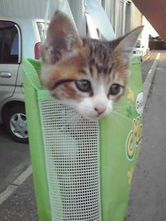 明日は営業します