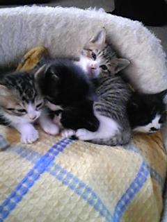 明けましておめでとうございます