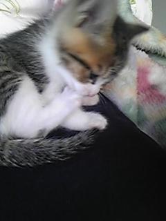 1月11日成人の日営業