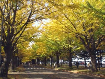 北海道大学銀杏並木-札幌