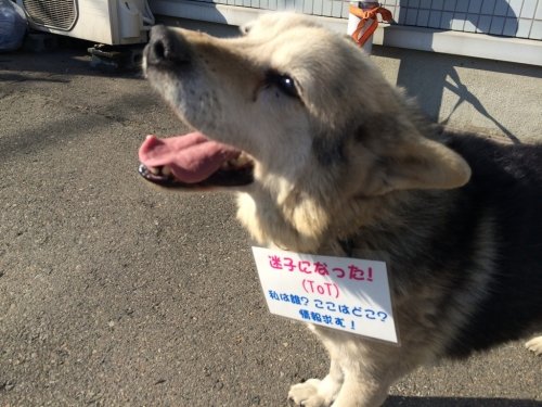 迷い犬を預かっています（3日目）