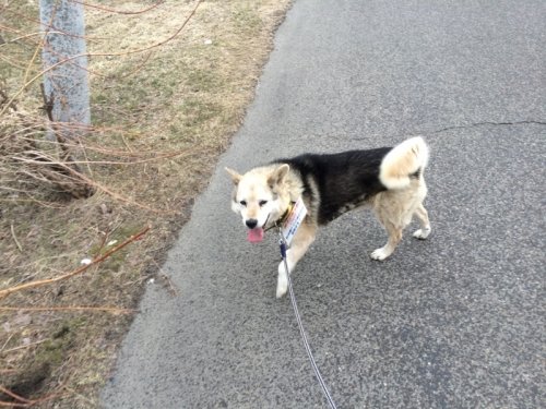 迷い犬を預かっています（9日目）