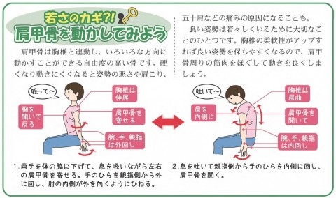 若さのカギ?肩甲骨を動かしてみよう