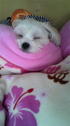 今日から小学校も新学期!のはずが・・・