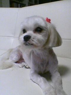 寒さが身に凍みるお年頃U≧Å≦U