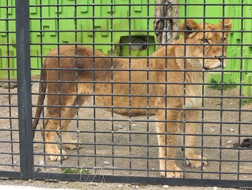 道東のライオンたち