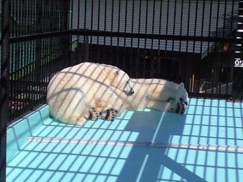 携帯からブログを書いてみるの巻