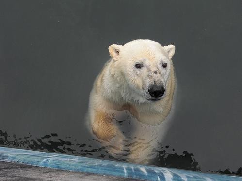 釧路市動物園　平成２２年５月２３日