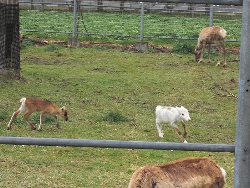 釧路市動物園　トナカイ赤ちゃん　６月２３日