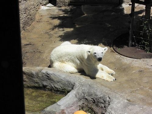 旭山動物園 平成22年7月13日 サツキ