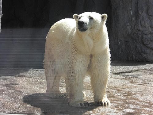 平成22年7月13日 旭山動物園 ルル