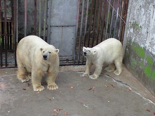 トウチャンとカアチャン