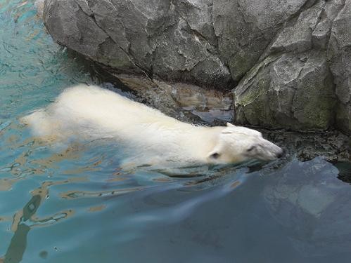 平成22年8月28日 今日のサツキ