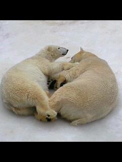 ラブラブな２頭