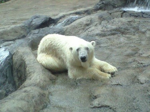 平成２２年９月３日　今のサツキ