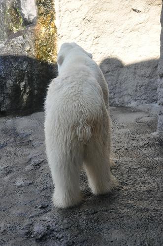 平成22年9月27日 今日のサツキ