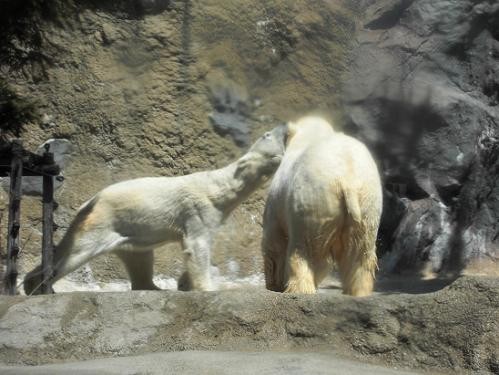 5月4日 イカナゴとイワンと、時々サツキ