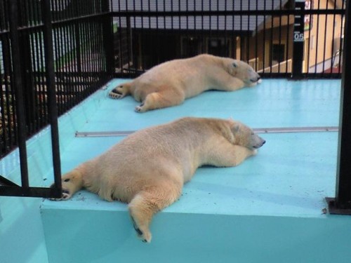 並んで寝てます